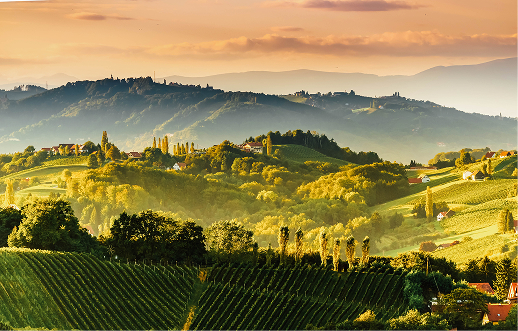 Hügelige Landschaft mit Weinbergen in der Steiermark, Österreich, im goldenen Licht.