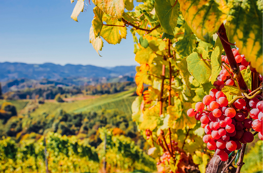 Reife rote Trauben vor herbstlicher Hügellandschaft in der Steiermark, Österreich.